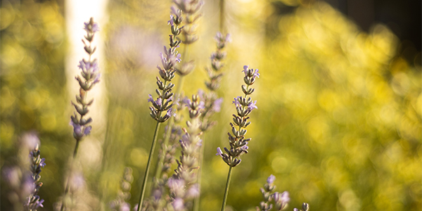 lavender