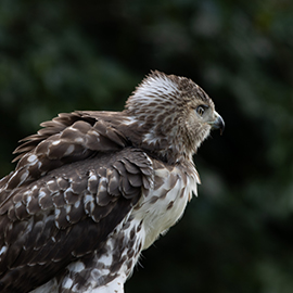 juvenile red-tail hawk